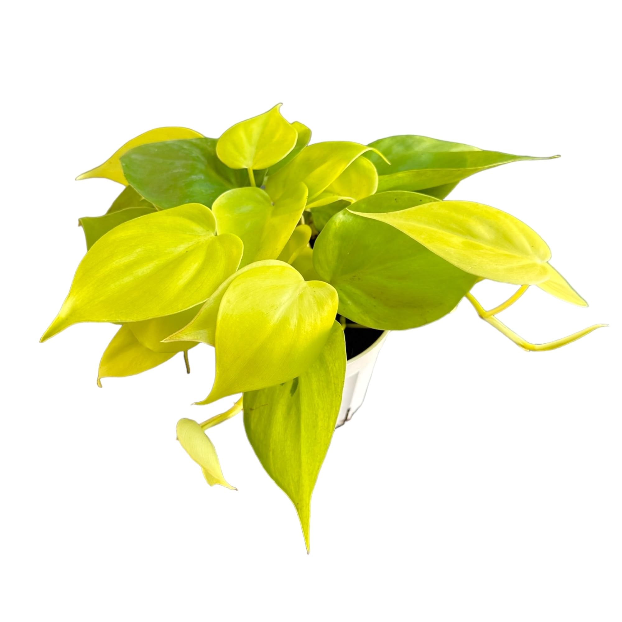 Philodendron hederaceum Neon Cordatum