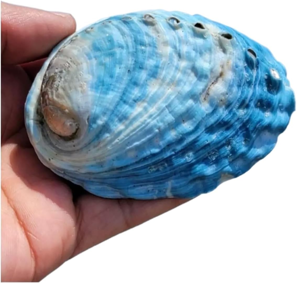 Natural sea Shell, Large Conch Shell, Large Natural Sea Shells 9~10Cm Sky Blue Abalone Shell Or Wedding Beach Theme Party Decor Fish Tank Ornament DIY Craft Collector