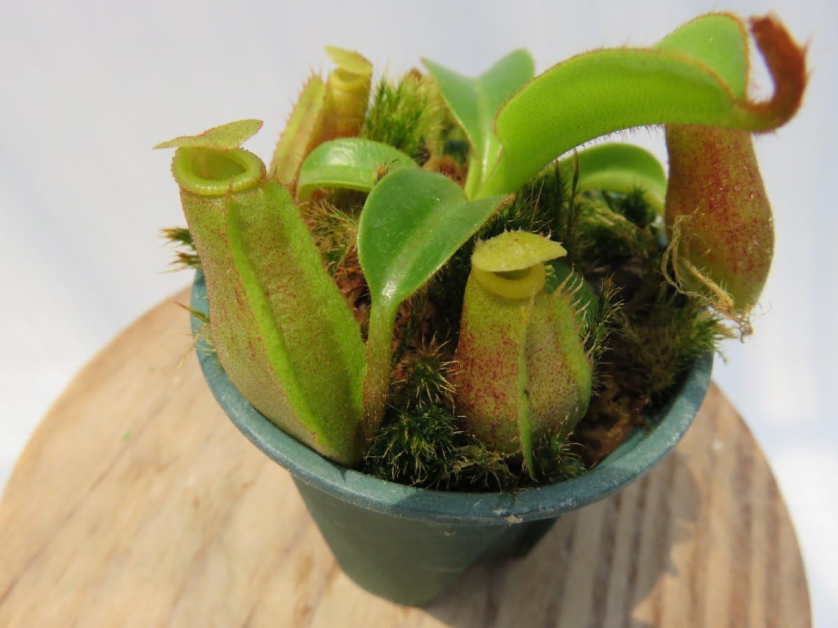 Amazon.co.jp: N.edwardsiana #51 yellow porling ranau × N.veitchii