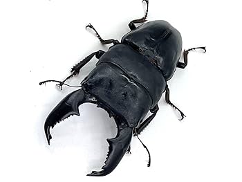 Amazon | (オスメスペア)ケース・ゼリー付き【DDA】大型血統