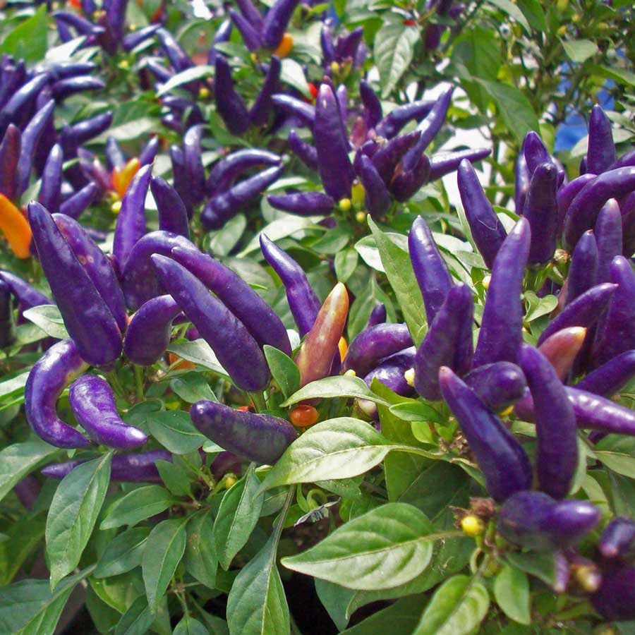 Golden Hills Farm High Yield Kanthari Chilli Purple Bird Eye Chilli/Kanthari Mulaku purple pepper Exotic Kitchen Garden Packet 50+ Seeds (B0CJJR21RV) Amazon Price History, Amazon Price Tracker