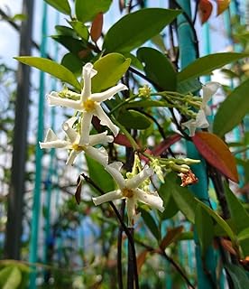 Amazon Co Jp テイカカズラ