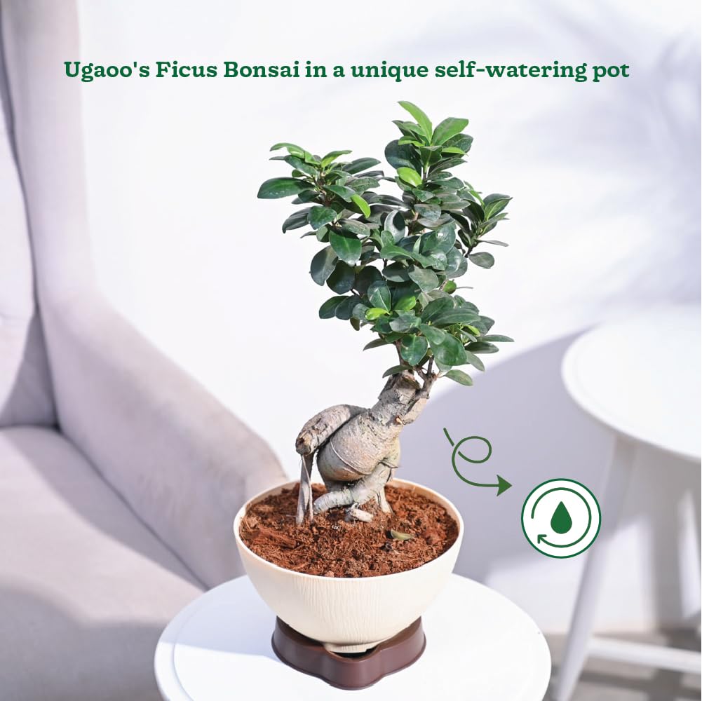 Ugaoo Ficus Bonsai Live Plant For Home Indoor With ARA-20 Self Watering Pot - Image 2 thumbnail