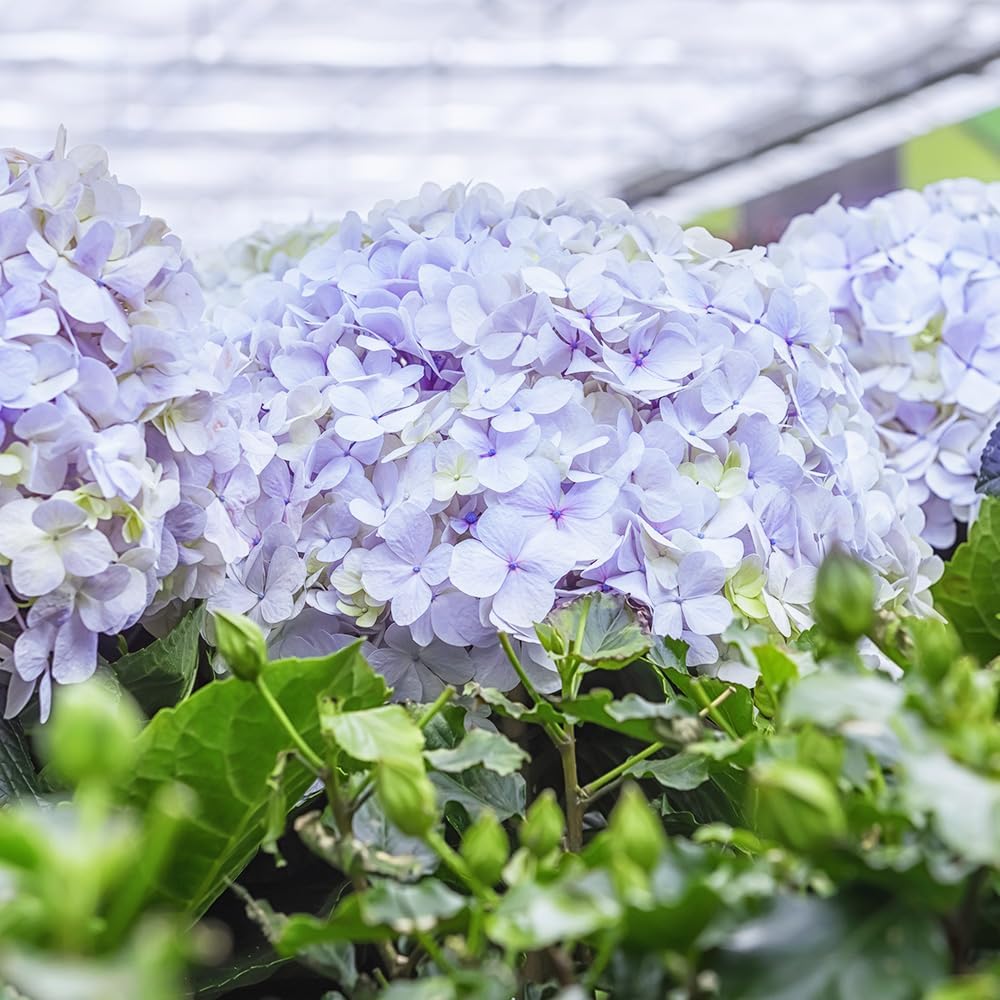 セントポーリア：サターン3.5号ポット の通販 | 園芸ネット