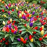 How to Grow Peppers in 10 Days in Florida: A Comprehensive Guide 3 61206bm2qaL. SL160
