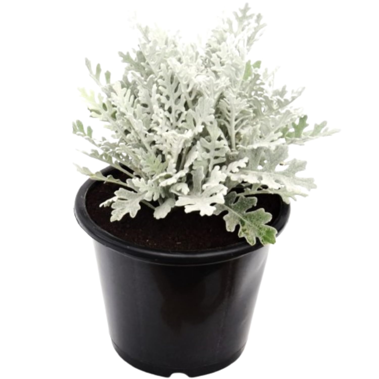 See full amazon price history chart for VERYHOMES Unveiling the Allure of Silver Ragwort (Jacobaea maritima) | A Complete Exploration of this Stunning Silver Dust Plant | Home Decor Dusty Miller Plant With Pot | Ideal For Indoor & Outdoor VERYHOMES Unveiling the Allure of Silver Ragwort (Jacobaea maritima) | A Complete Exploration of this Stunning Silver Dust Plant | Home Decor Dusty Miller Plant With Pot | Ideal For Indoor & Outdoor (B09VLBQMN3) Amazon Price History, Amazon Price Tracker