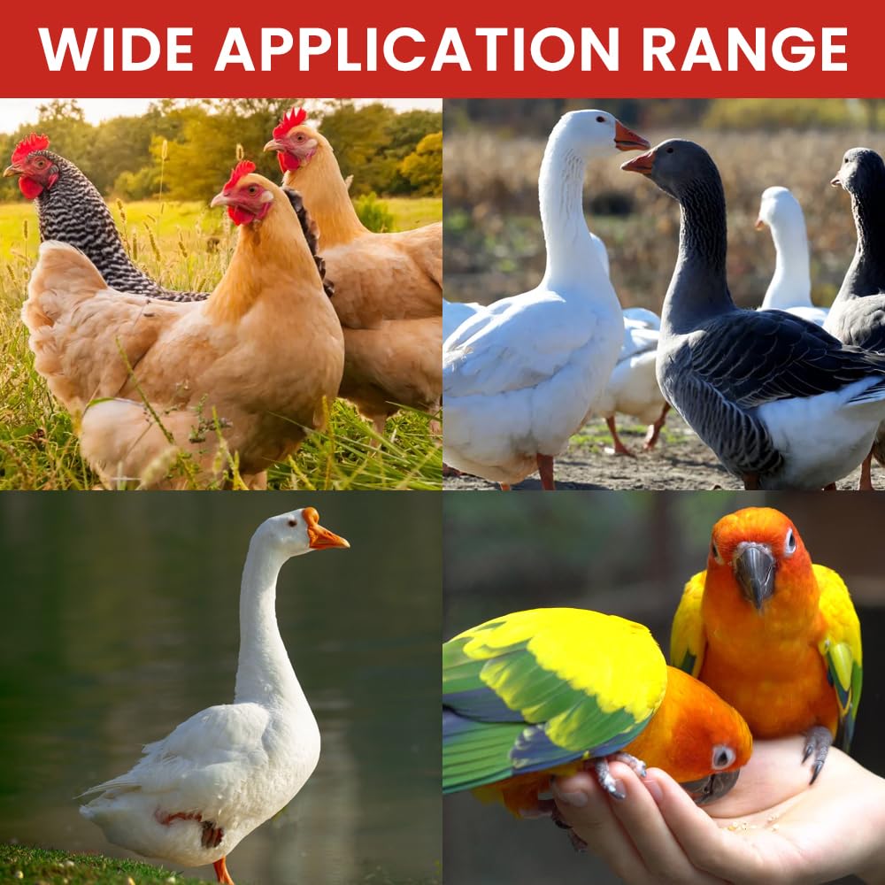 Bebedero Gallinas, 4 Piezas Grandes, Adecuado para Regador para Aves, Palomas, Pollos, Patos(9 x 10,5 cm)
