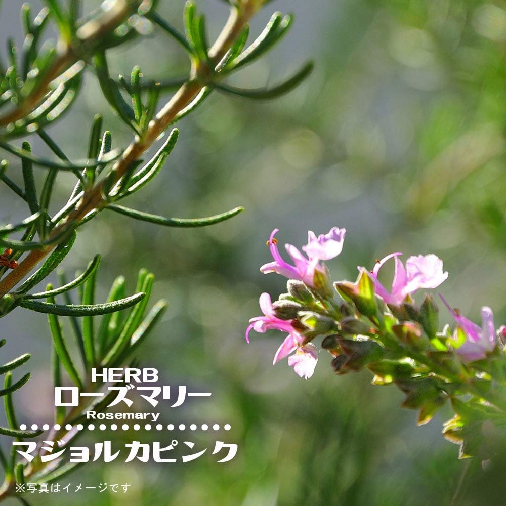 Amazon | ローズマリー 【マジョルカピンク （立性）】 3号