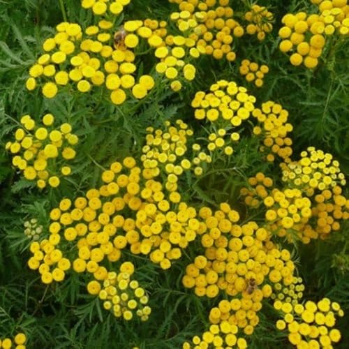 Miniatura 3 de Semillas de tanaceto (Tanacetum vulgare) Paquete de 20 Semillas