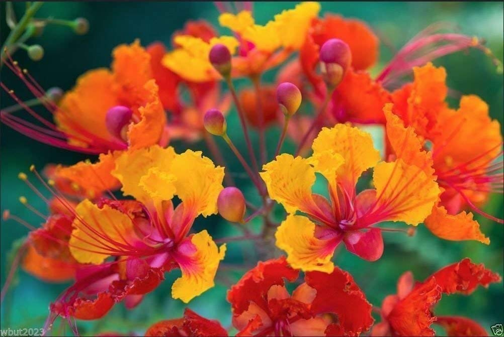 Tropica - Mexican Bird of Paradise (Caesalpinia pulcherima) - 10 Seeds - Tropical Magic