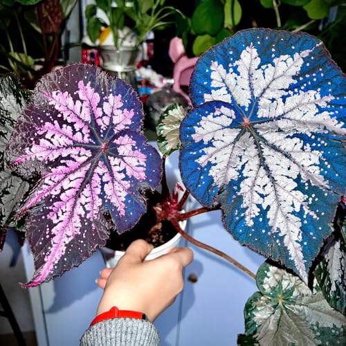 begonien hängend grünpflanzen zimmerpflanzen begonia bodendecker winterhart blumenbeet seltene 100samen