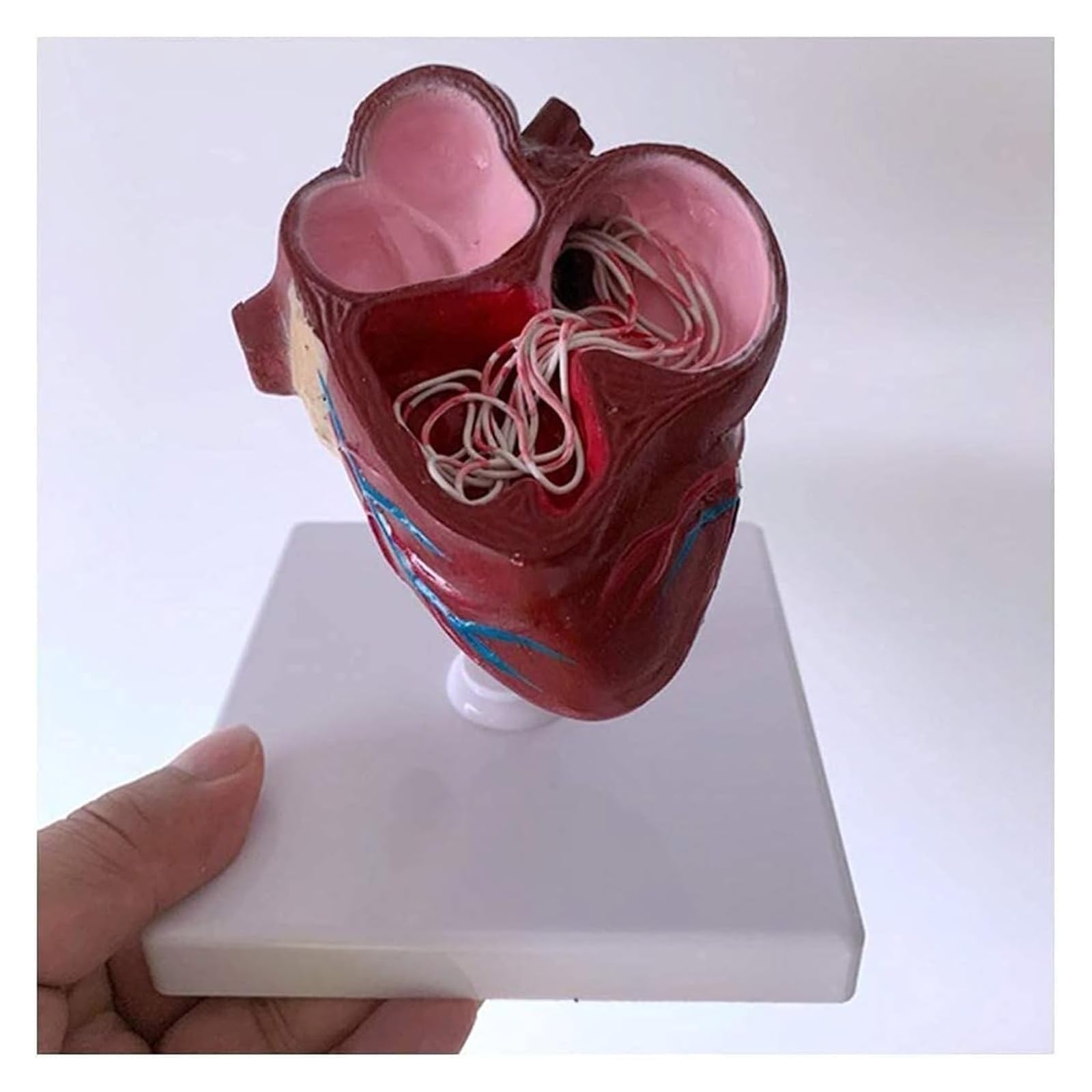 Modello di cuore di cane Modello di organo Cuore di animale Sussidio didattico anatomico