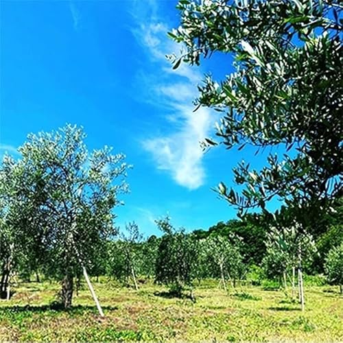 京都宮津 オリーブの樹のオーナー(3年間) チケット オーナー権 オリーブオイル 宮津産 100% イタリア トスカーナ産 ブレンド ギフト 収穫 体験 石けん 関連商品 お届け