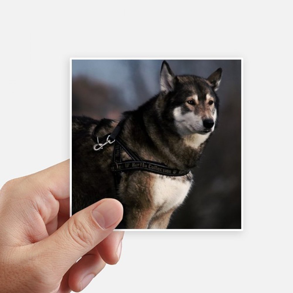 Sticker Husky pour masquer les rayures de valise et personnaliser un ordinateur portable