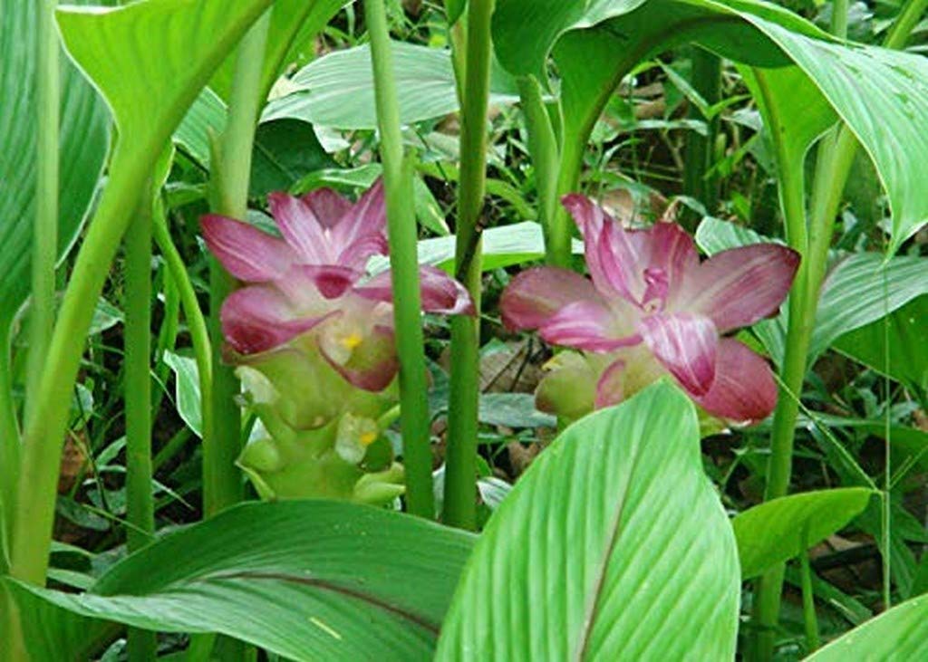 OhhSome Curcuma Aromatica/Kasturimanjal/Jangli Haldi/Wild Turmeric/Aromatic Turmeric/Kasturi Pasupu Bulbs/Kasthuri Arishina Plant (B09N9C826D) Amazon Price History, Amazon Price Tracker
