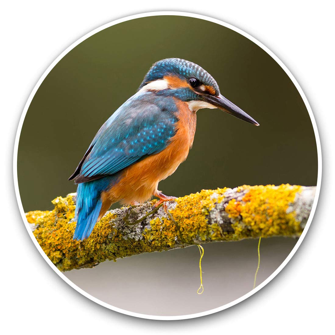 Destination Vinyl Ltd Kingfisher Bird 15668 Vinyl Stickers (Set Of 2) 10Cm - Kingfisher Bird Decals For Laptops,Tablets,Luggage,Scrap Booking,Fridges, 15668