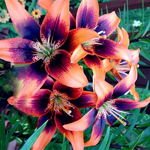 Futaba Rare lily Flower Seeds - Orange and Blue Heart - 50