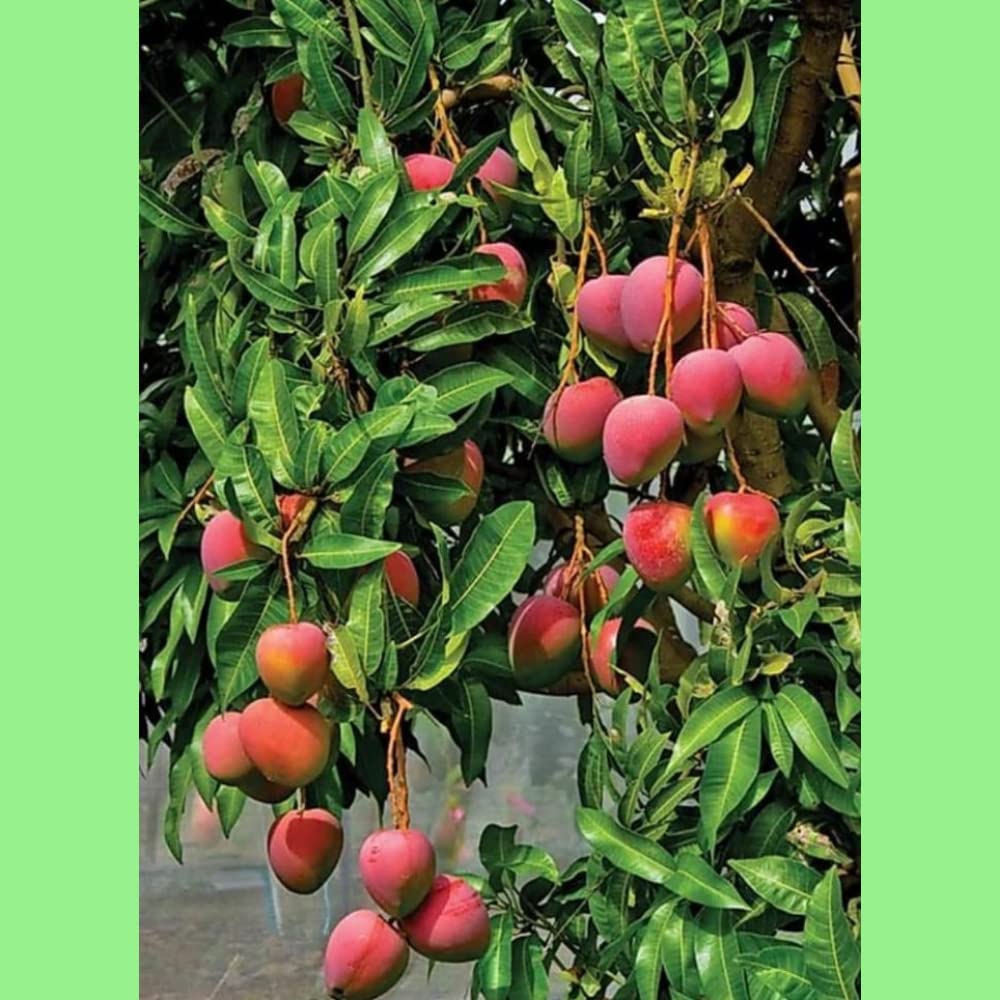 PYANABI All Time palmer mango live plant grafted P (B0BSGLTF3P) Amazon Price History, Amazon Price Tracker