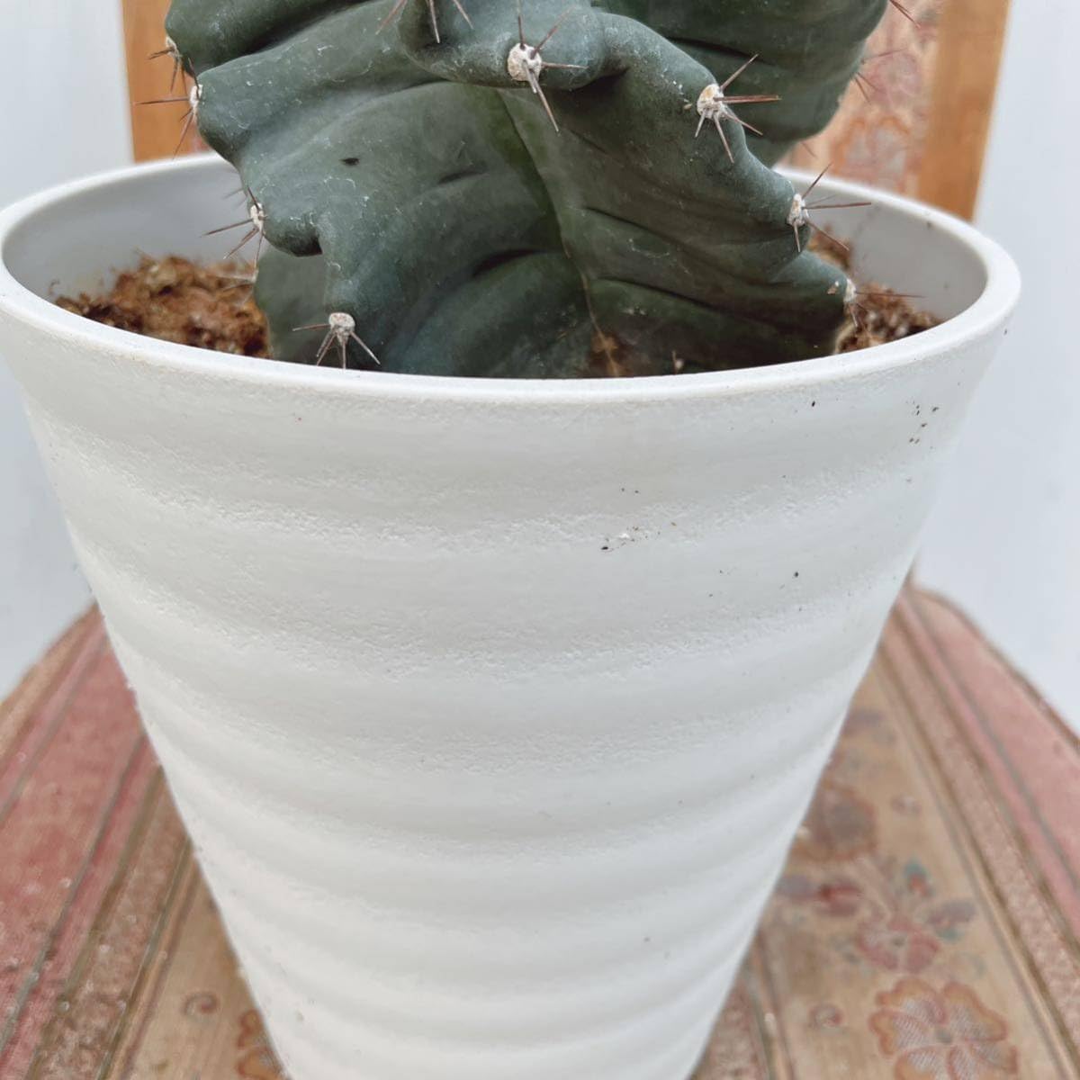 Amazon.co.jp: 多肉植物 ユーフォルビア セレウス スピラリス