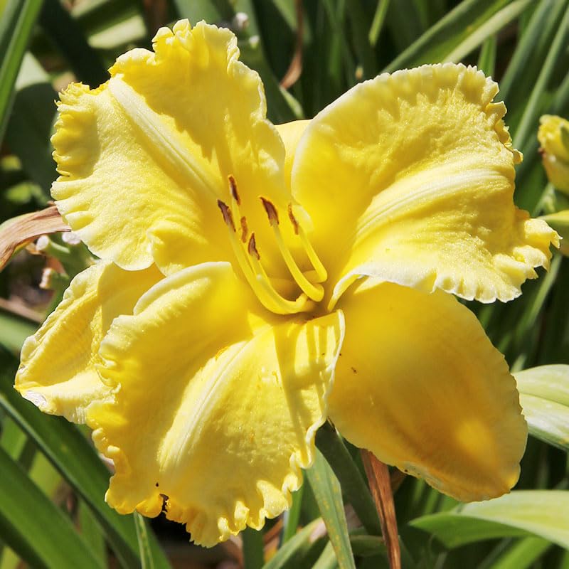 First Knight Daylily Flower Root