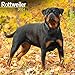 21/2024 günstig Kaufen-Rottweiler - Rottweiler 2024 - 16-Monatskalender: Original Avonside-Kalender [Mehrsprachig] [Kalender] (Wall-Kalender)
