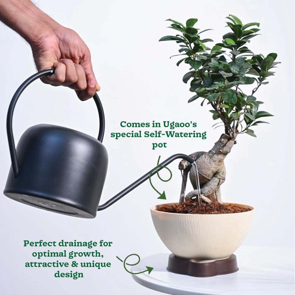 Ugaoo Ficus Bonsai Live Plant For Home Indoor With ARA-20 Self Watering Pot - Image 4 thumbnail