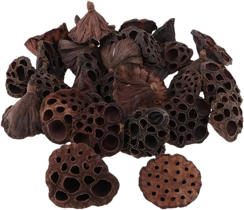 Natural Dried Lotus with Rod Dried Floral Crafts Pack of 30