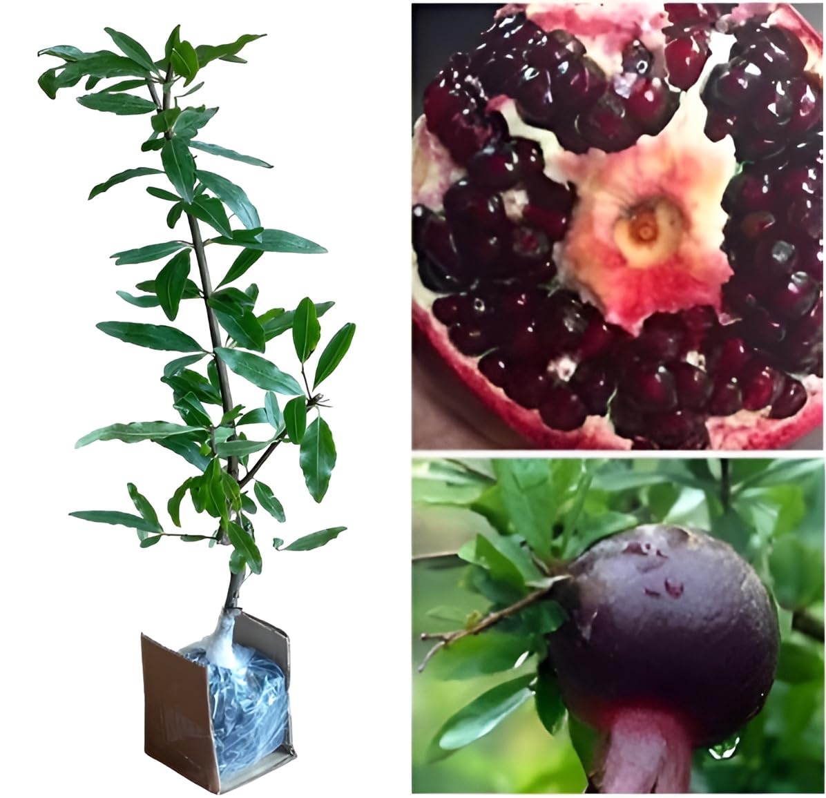 Oxiflora BLACK Pomegranate plant "Grafted hybrid - 1 Healthy Live Super Yielding Early Fruting Anar Plant in Nursery Grow Bag for Home Garden. (B0CRF2GL8P) Amazon Price History, Amazon Price Tracker