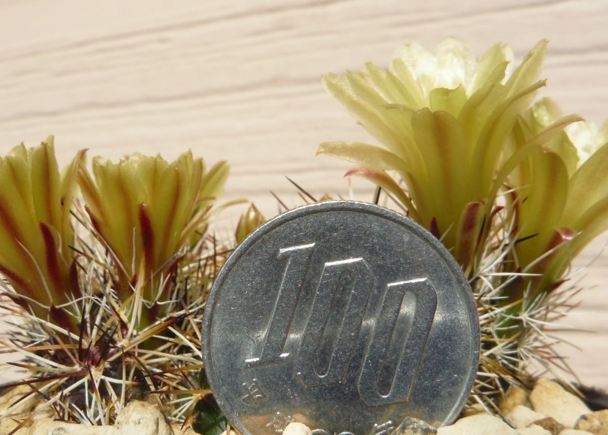 Amazon.co.jp: 種子を出品 エキノケレウス ダビシー(青花蝦変種