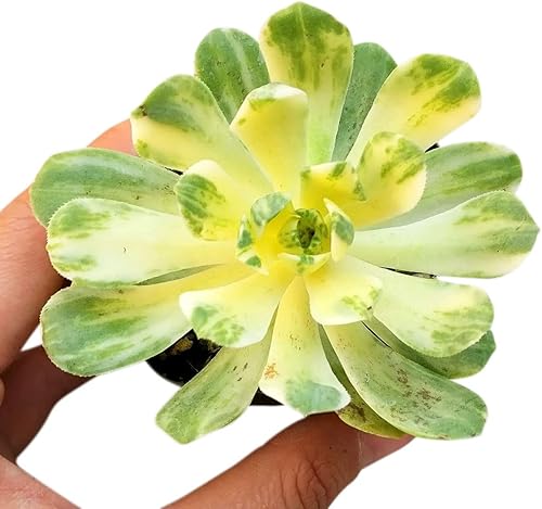 Miniatura 3 de Aeonium Suncup Variegata Plantas de boda para regalo (4 pulgadas + maceta de barro)  Suculentas rosas únicas saludables para decoración de oficina