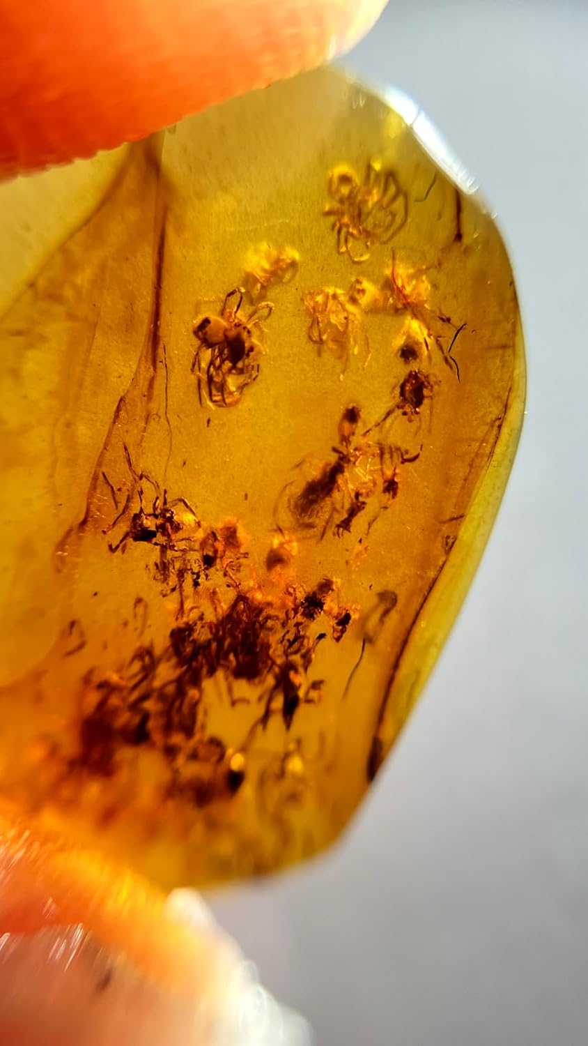 Burmese burmite Cretaceous A nest of Spiders Insect Fossil Amber Myanmar