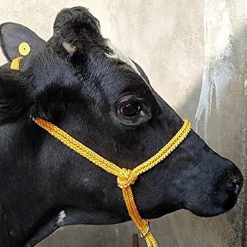 Buy Cow/Buffalo/Bull Nylon Mohri Mohra Mohrki (7 Meter) - Available in Yellow Color