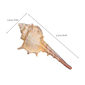 希少サイズ　完品　オウム貝の殻 大小2個セット　フタゴヤシ 希少サイズ 完品 オウム貝の殻 大小2個セット フタゴヤシ