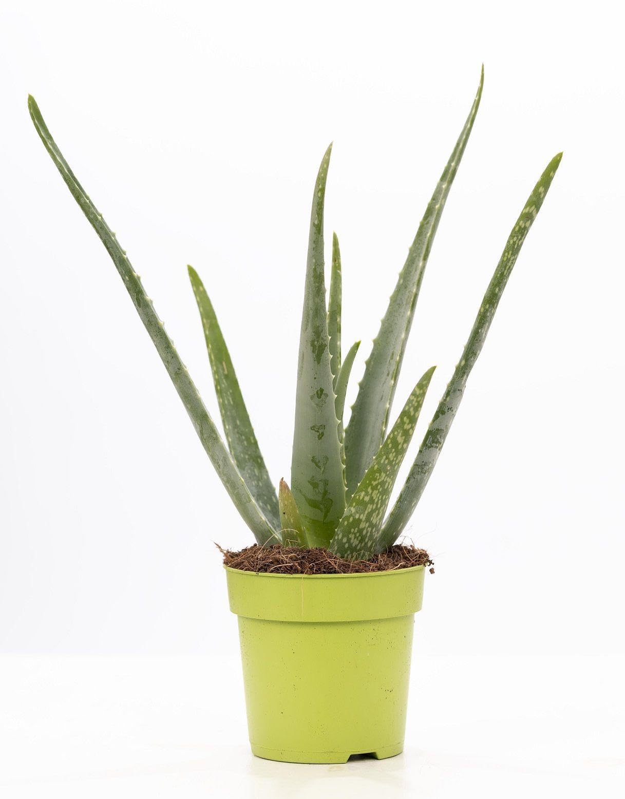 Aloe Vera roślina w doniczce wewnętrznej, zielona, Ø 12 cm x 40 cm