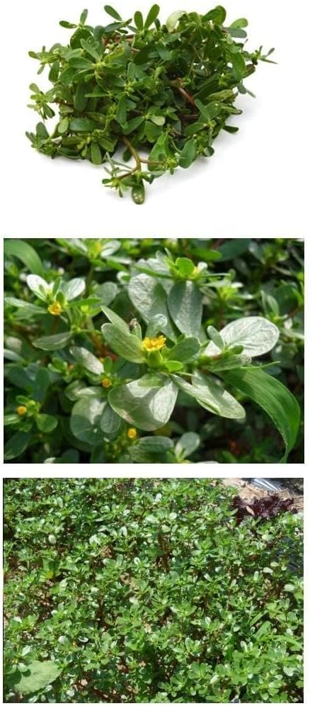Organic Natural Pure Korean Premium Purslane (Portulaca oleracea/Machixian) Dried Bulk Herbs-3.52 Ounce (100g) - Image 2