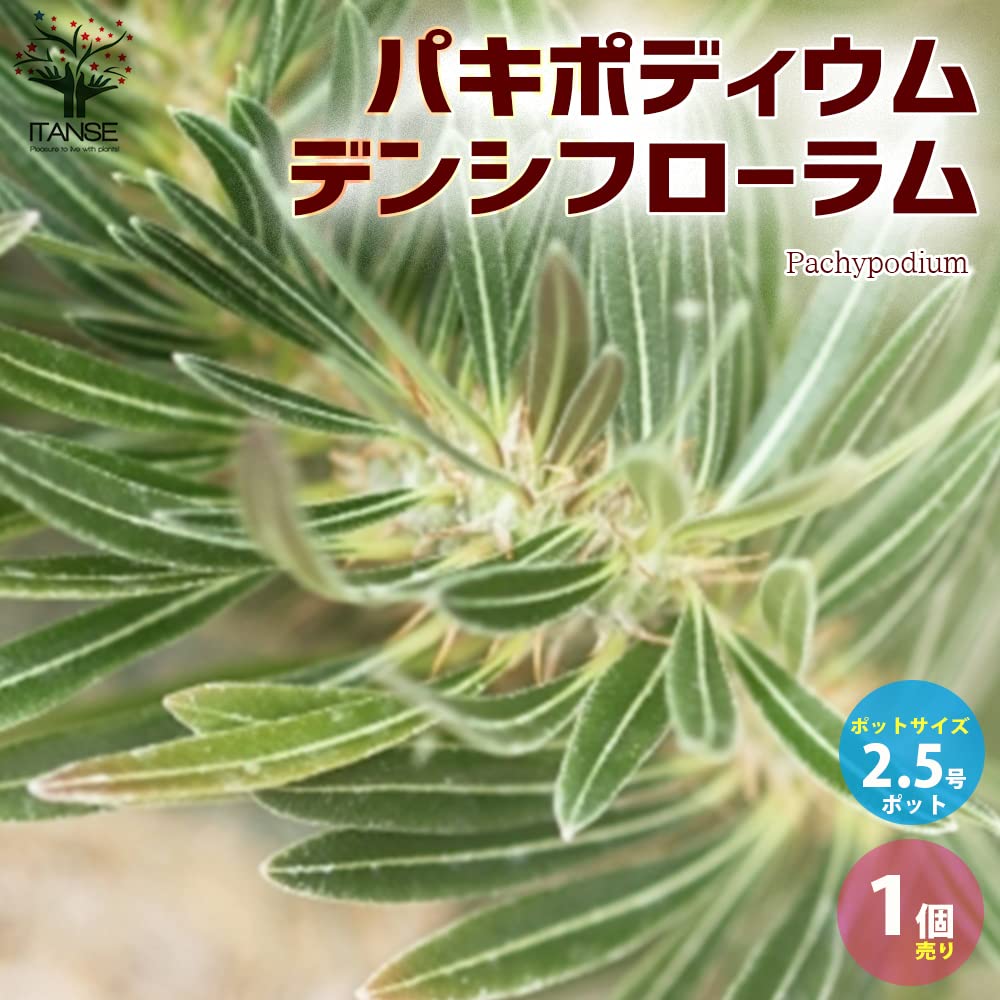 Amazon｜パキポディウム デンシフローラム 2.5号ポット苗【品種で
