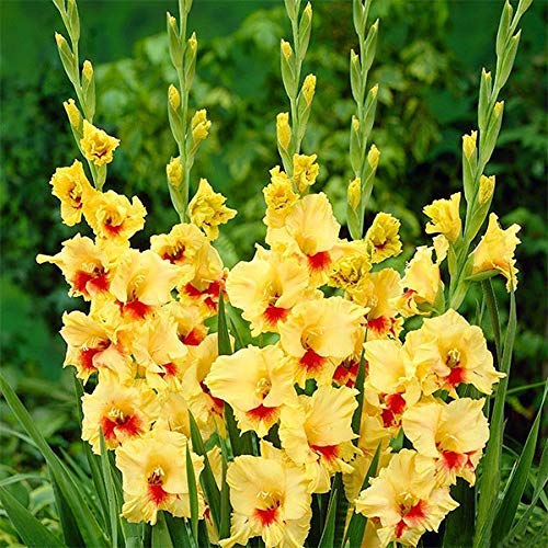Gladiolus Double Petal Flower Bulbs Pack Of 3 By LIVE GREEN (Bio Colour)