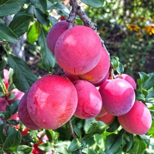 Santa Rosa Plum Tree Live Plant From 4 To 5 Ft Tall, Red Plum Plant To Grow, Sweet Large Fruits #TOP23