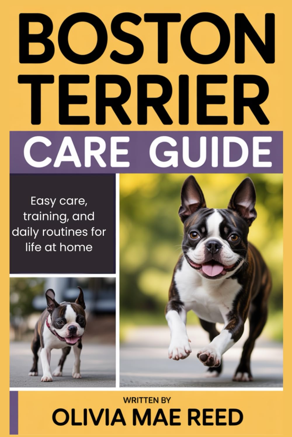 Boston Terrier Care Guide: Easy care, training, and daily routines for life at home