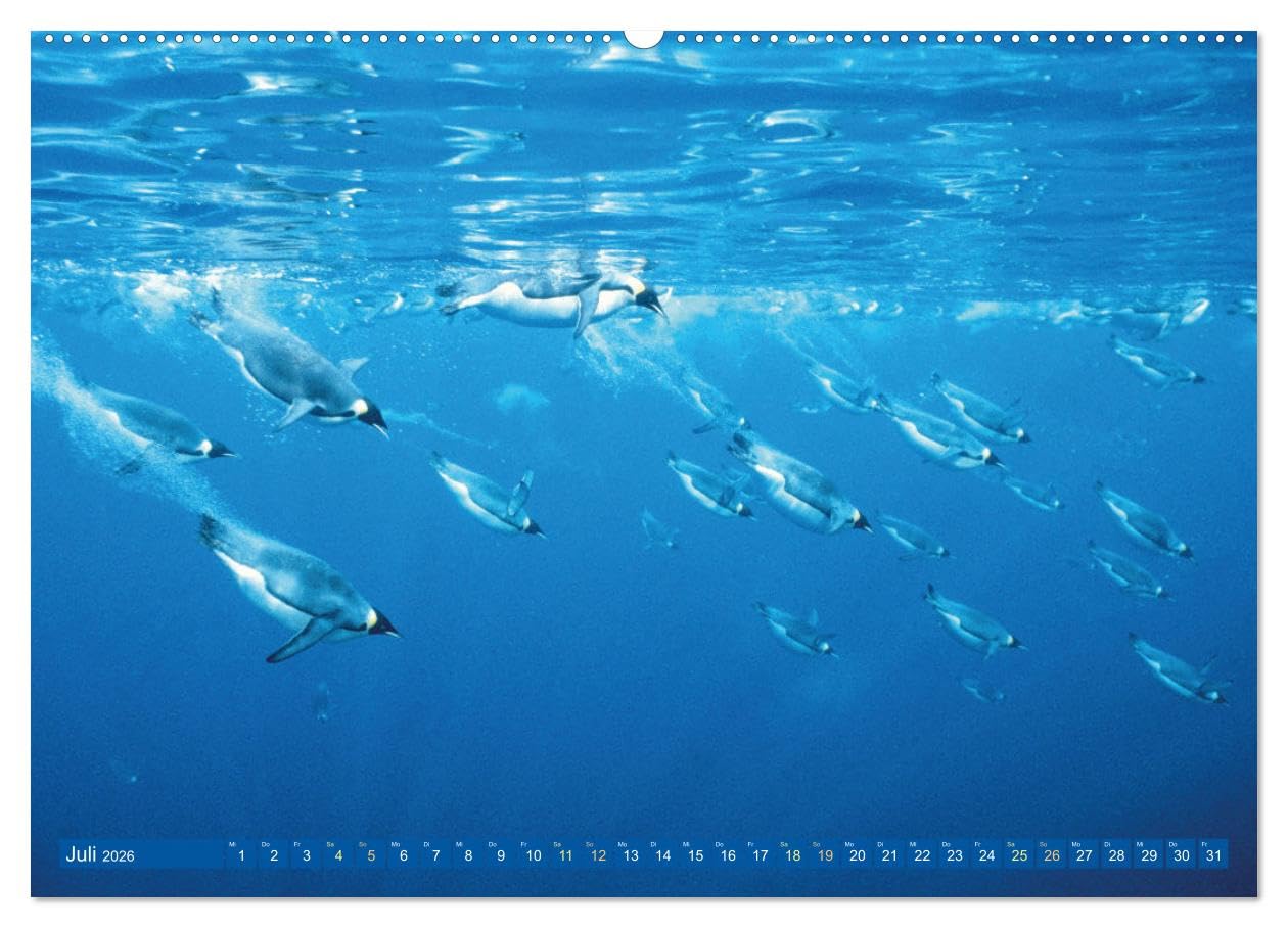 Tauchen: Wunderbares tiefblaues Meer (hochwertiger Premium Wandkalender 2026 DIN A2 quer), Kunstdruck in Hochglanz: Großartige Unterwasseraufnahmen in der blauen Tiefe: Faszination Tauchen