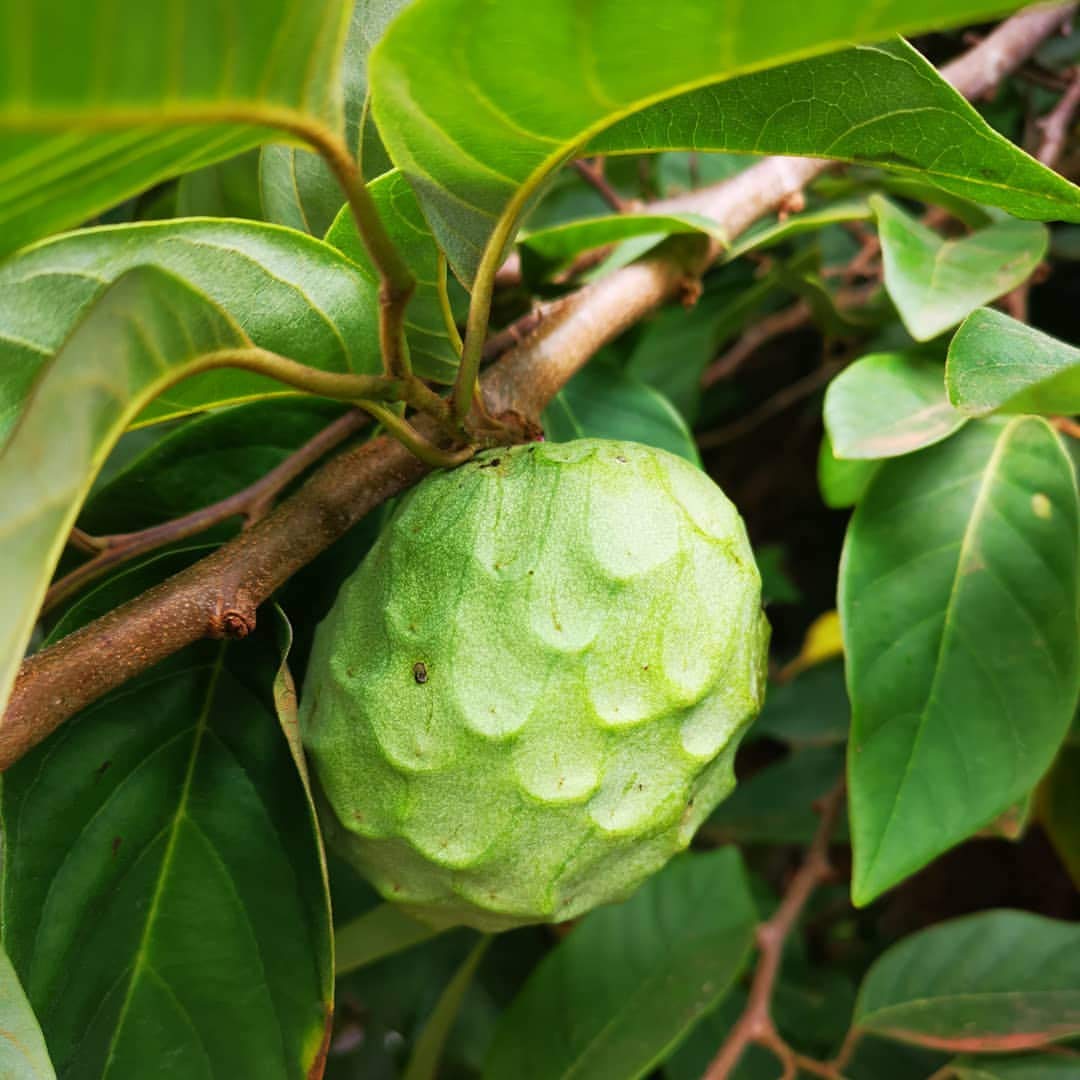 See full amazon price history chart for Royal Paradise Garden Rare Cherimoya Fruit Exotic Seedling Live Plant Royal Paradise Garden Rare Cherimoya Fruit Exotic Seedling Live Plant (B07ZK8JGPS) Amazon Price History, Amazon Price Tracker