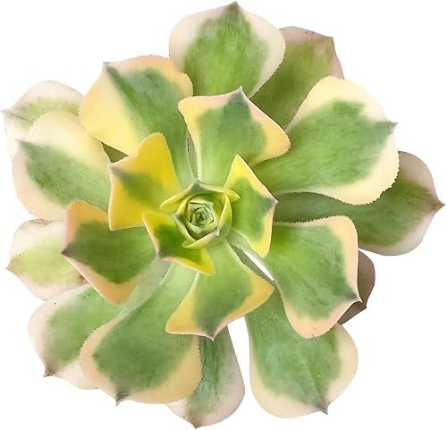 Miniatura 6 de Aeonium Mardi Gras de 4 pulgadas  Colección colorida de alta calidad de plantas suculentas Aeonium vivas  Suculentas de rosetas saludables