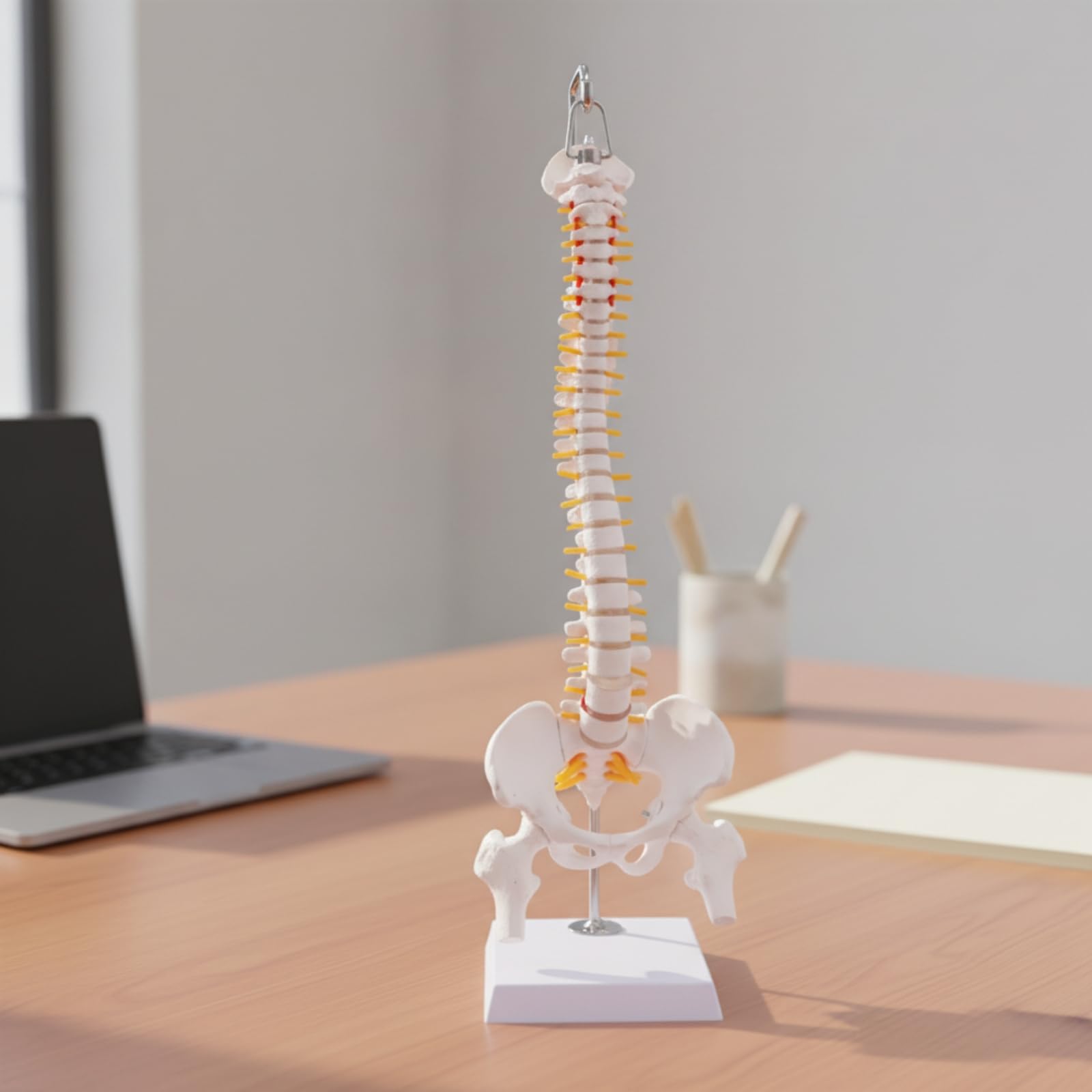 Modello di Colonna Vertebrale Umana | Sezioni Cervicale Toracica Lombare, Modello di Colonna Vertebrale con Base Esposizione, Colorato, per Cliniche, Stile A