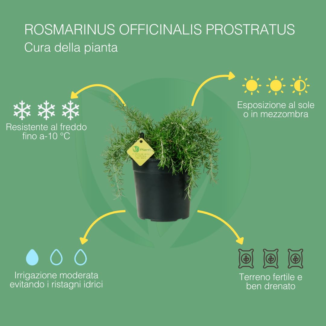 PLANTI’ ROSMARINO PROSTRATO Pianta vera da esterno piante aromatiche cucina, ideale per insaporire i vostri piatti o per ornare il giardino di casa. 6 mesi di concimazione con sistema Plantì