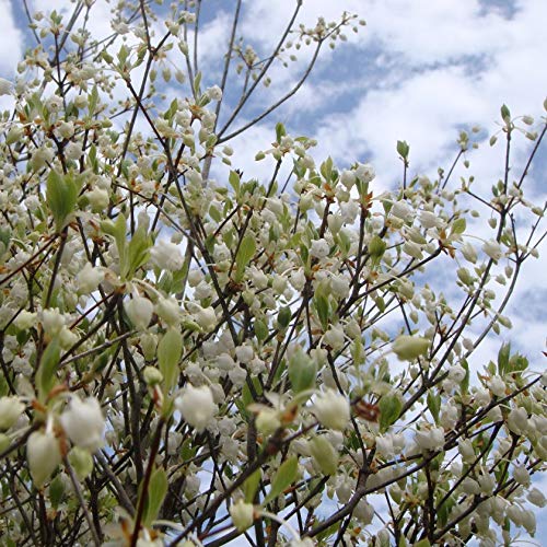 ドウダンツツジ 白花 H500～700 5本 - SORA - 商品画像