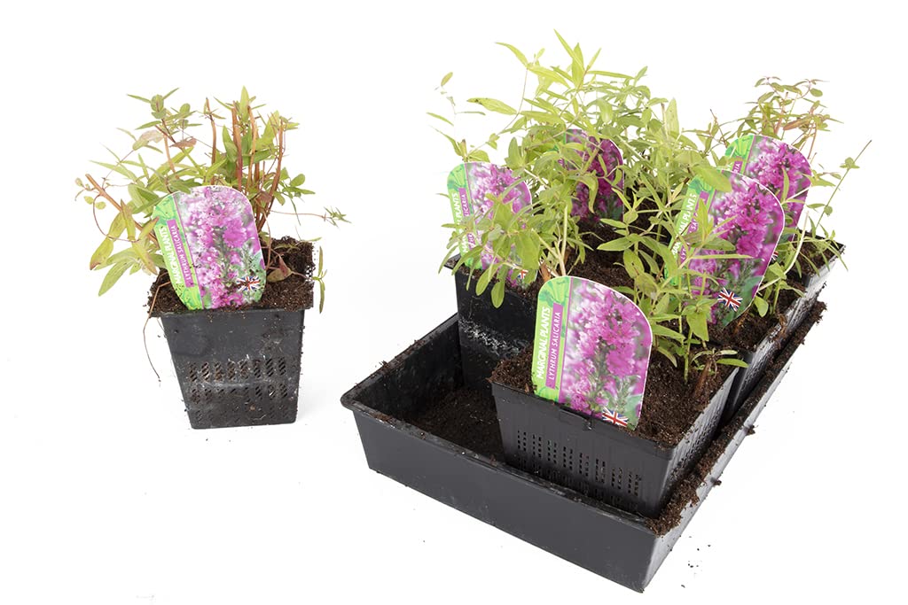Lincolnshire Pond Plants Ltd - Marginal Starter Packs - Fresh Picked with Lily and Compost - XS Pond Pack Potted