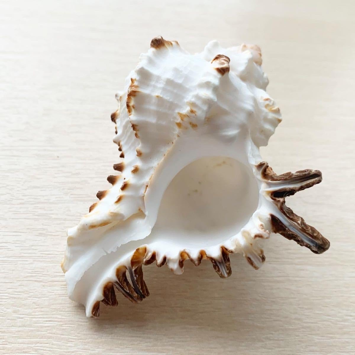 巻き貝♡様 Amazon.co.jp: ノシメガンゼキ 巻き貝 巻貝 貝殻 インテリア雑貨