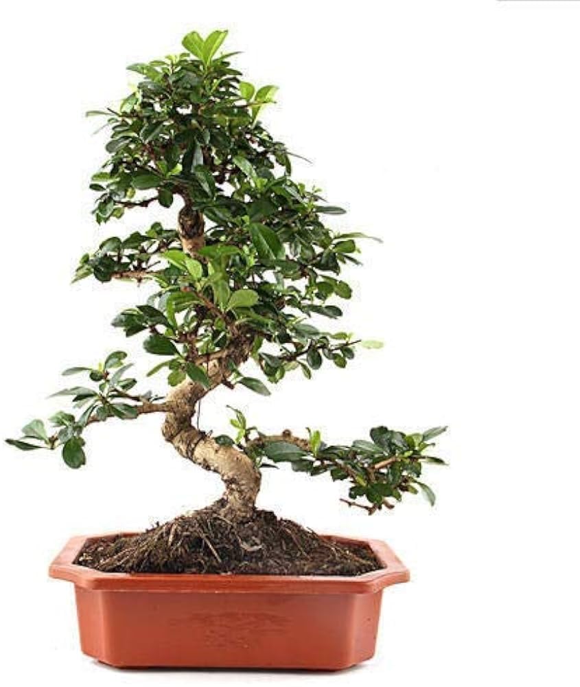bonsai banyan live plant for home pack of 1 (B0CP7TM1VB) Amazon Price History, Amazon Price Tracker