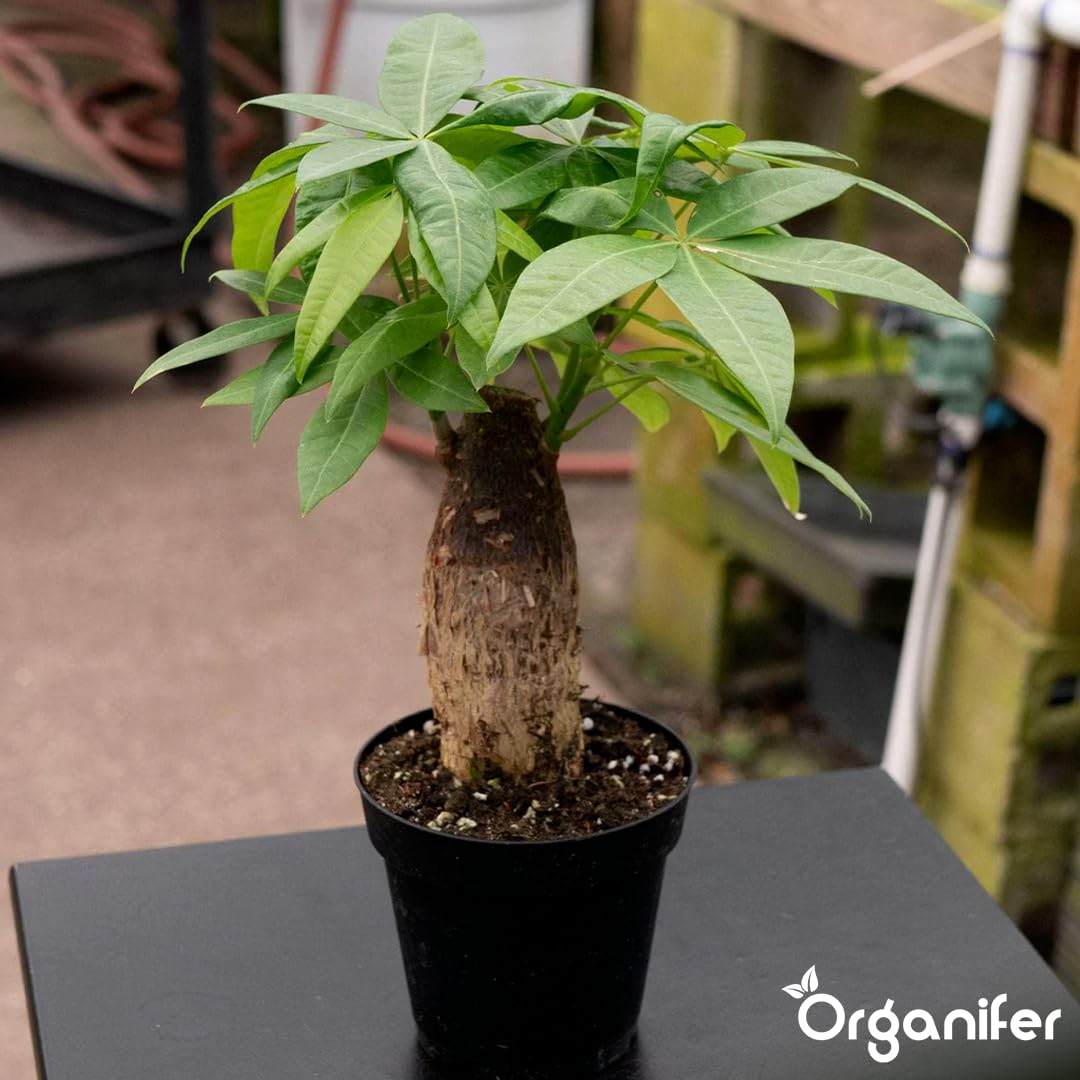 Fertilizzante liquido organico 1L per albero dei soldi – piante forti e fogliame rigoglioso – Organifer