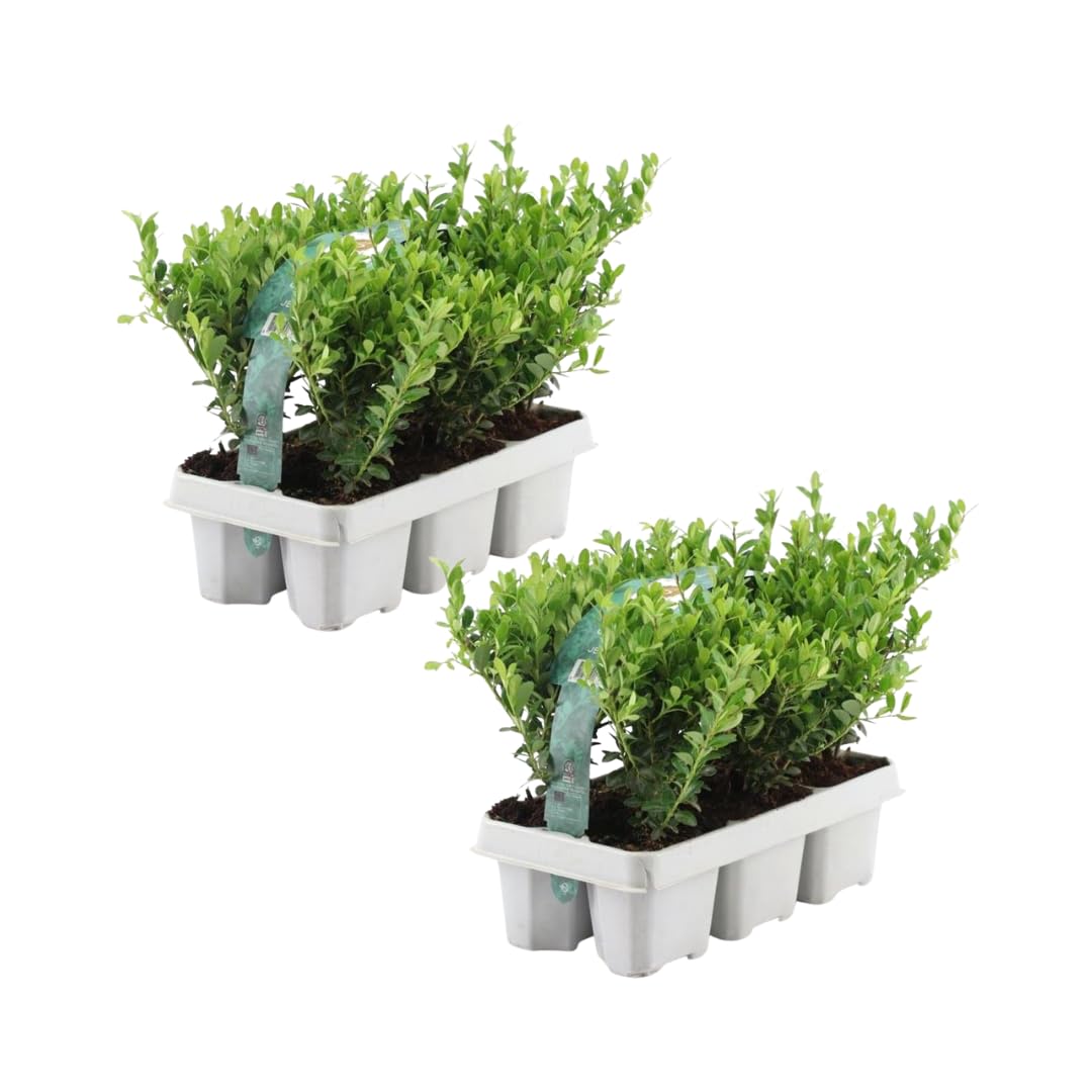 Plants by Frank | 12 Stechpalme Pflanze | Heckenpflanzen Winterhart | 12 x Ø7 cm - 15 cm Ilex Crenata Jenny | Heckenpflanzen | Buchs Ersatz | Buchsbaum Ersatz